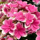 アジサイ:凛(りん・ピンク) 5号鉢植え