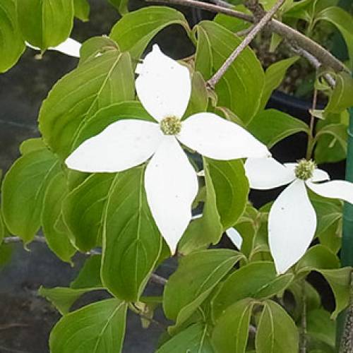 花木 庭木の苗/ヤマボウシ（シダレヤマボウシ）：ウィーバースウィーピング7号ポット