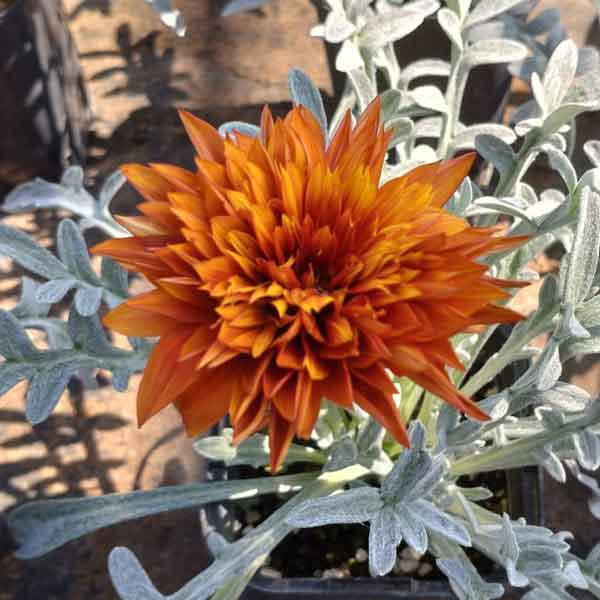 草花の苗/ガザニア：カーニバル3.5号ポット