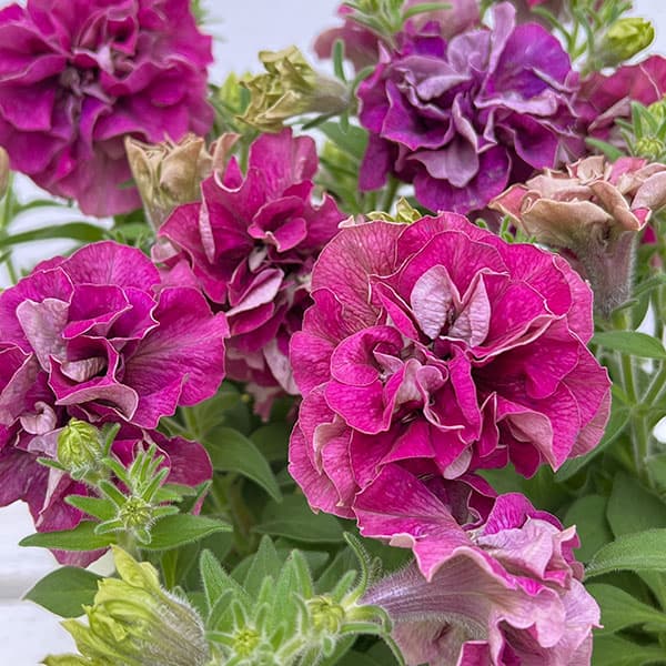 草花の苗/ペチュニア：フレル　オーキッド3号ロングポットのサムネイル