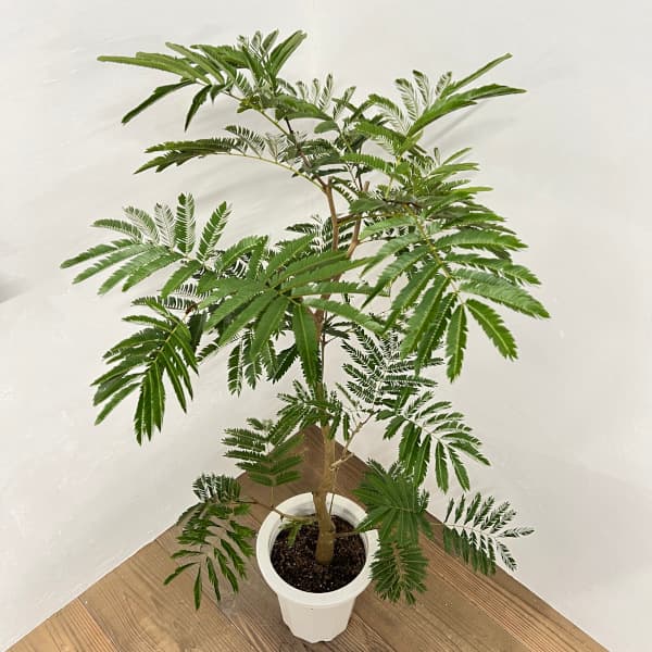 エバーフレッシュ 観葉植物/エバーフレッシュ　8号鉢植え*