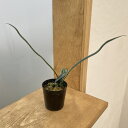 観葉植物/ミクロソリウム:タイランディカム 2.5号