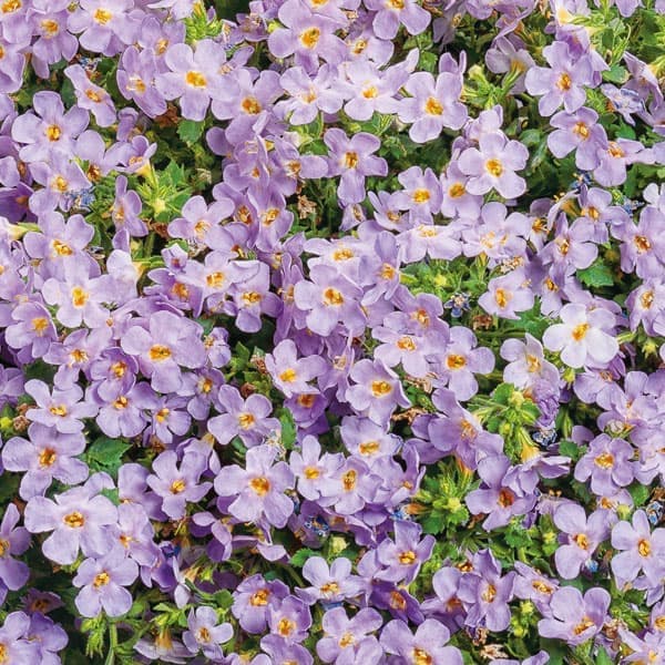 草花の苗/バコパ：スノーストームグ...