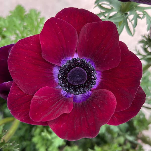 楽天市場】アネモネ ミストラル 球根の通販