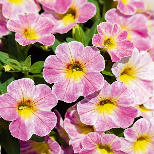 草花の苗/カリブラコア：ミリオンベルアンティークピーチ3号ポット (R) 3株セット