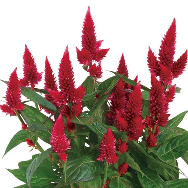 草花の苗/（わけあり特価）セロシア：カラフルセレクト　メリダレッド3.5号ポットのサムネイル