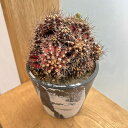 観葉植物/サボテン:ギムノカリキウム ハイブリッド 5号24-02
