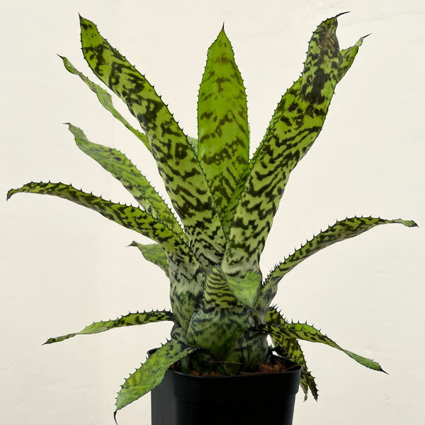 楽天市場】エクメア(サイズ(植木鉢)~ 3号)(観葉植物|花 楽天市場】エクメア(サイズ(植木鉢)~ 3号)(観葉植物|花