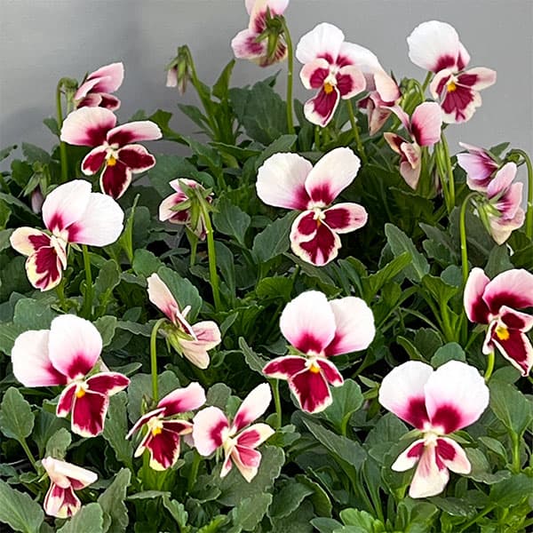 草花の苗/うえたコレクションビオラ：エマーラブ3.5号ポットのサムネイル