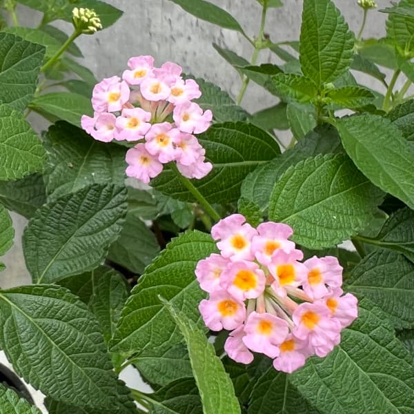 楽天市場】ランタナ の 花の通販