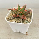観葉植物/アロエ:カスティロニアエ ハイブリット 3号24-06