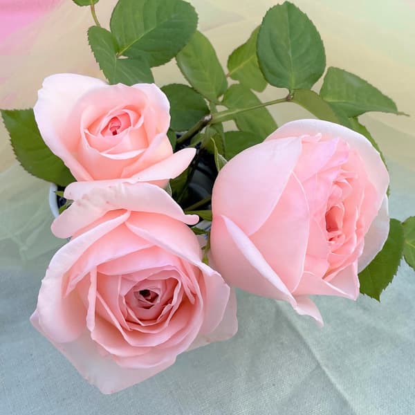 バラの苗/F＆Gローズ：さくらいろ...