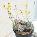 観葉植物/オトンナ:カカリオイデス 3号23-02
