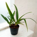 観葉植物/フラグミぺディウム:グランデ 4号