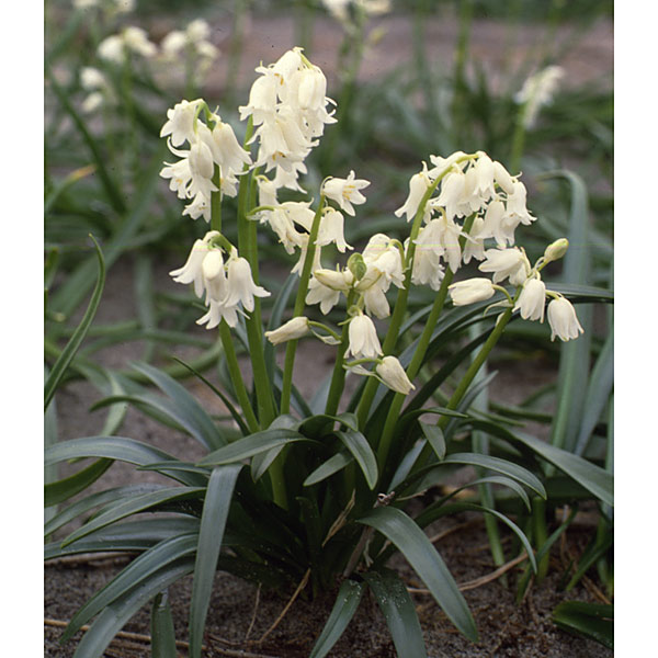 小型 シラーカンパニュラータ・ヒヤシンスオイデス 秋植え球根/シラー：球根つりがね草　白花 6球入り 2袋セット球根から育てるつりがね草（シラーカンパニュラータ=ヒヤシンスオイデス）です。パステルカラーの花房が春を彩ります。耐寒性があり、とても丈夫で、どんな花とも合いますので、寄せ植えや切花に最適。タイプ：ユリ科の耐寒性球根植物植え時：9月下旬〜12月末花期：3月〜5月草丈：40cm〜50cm栽培方法：極端な日陰以外なら植えつけ場所を選びません。元肥を施して植えつければ追肥も必要ありません。数年は植えっぱなしの方がよいでしょう。5cm平方に1球を目安に植えつけ，8cmほど土をかぶせます。年々花数が増え、じゅうたんのようになって見事です。同色でまとめると美しくなります。★お届けするのは「白花」です★写真はシリーズのパッケージイメージです シラー：球根つりがね草　白花 6球入り 2袋セットの栽培ガイド秋植え球根のダブルデッカー植え小球根のネット植え球根の植付け秋植え球根ヒヤシンスとクロッカスの水栽培香りと彩りで春を迎える！ヒヤシンスの育て方・楽しみ方