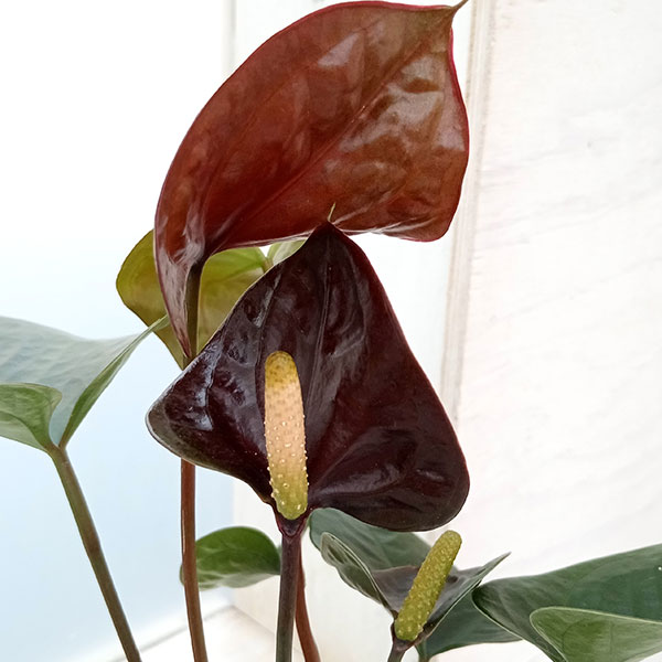 アンスリウム：ろいろ 3.5号