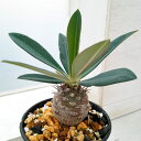 観葉植物/ユーフォルビア パキポディオイデス 3号23-06