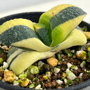 観葉植物/ガステリア:臥牛錦(がぎゅうにしき)3号23-08