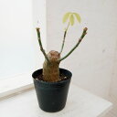 観葉植物/プセウドボンバックス:エリプチクム 5号鉢植え23-08