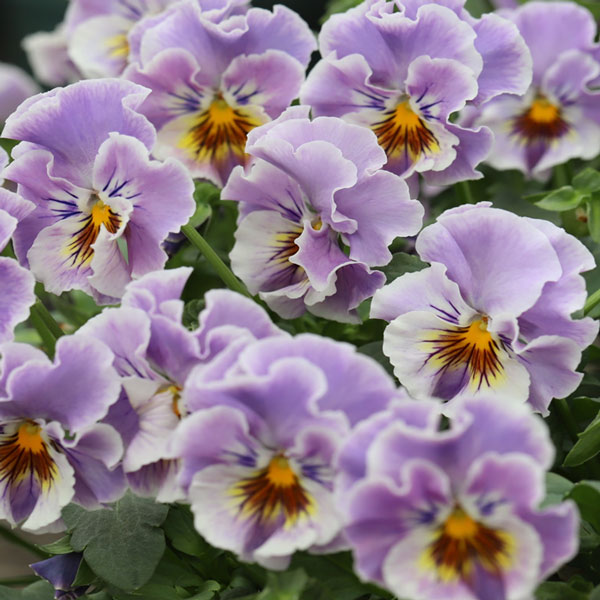 草花の苗/MSKガーデン小輪フリンジビオラ：和モダンクラシックカラー スモーキーブルー3号ポット