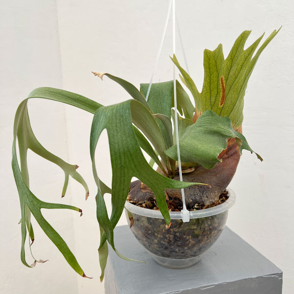 観葉植物/ビカクシダ：ナームマオ7...