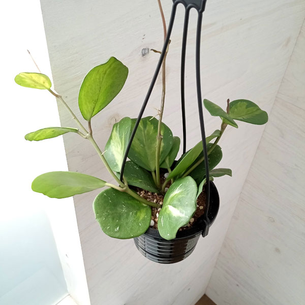 ホヤ 観葉植物/ホヤ：オボバタ（斑入り）4号吊り鉢