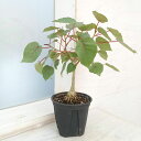 観葉植物/フィカス:ぺティオラリス 4号鉢植え