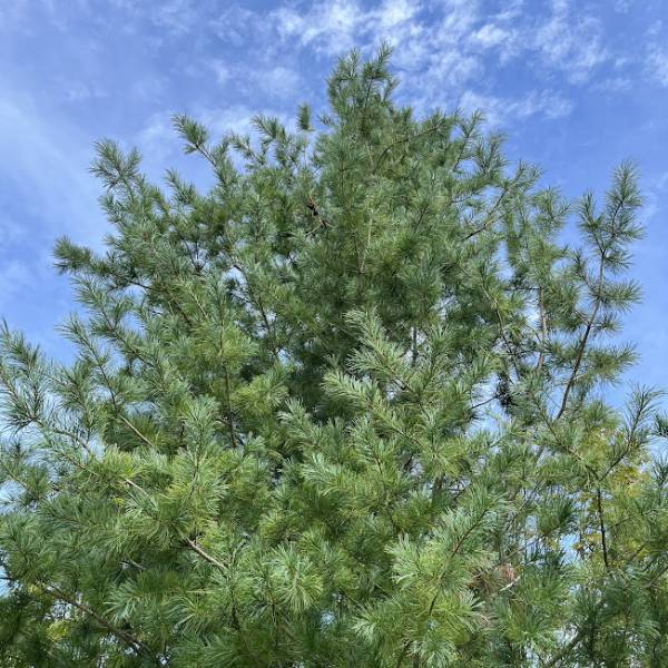 ￼朝鮮五葉松　殻付き松の実2キロその他 楽天市場】朝鮮五葉松 松の実の通販