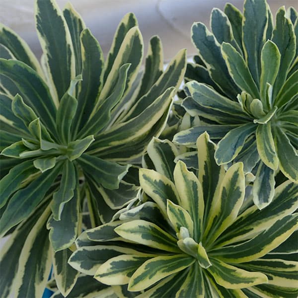 草花の苗/ユーフォルビア：バローシ...