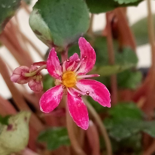 山野草の苗/ダイモンジソウ（大文字草）：正美3号ポット