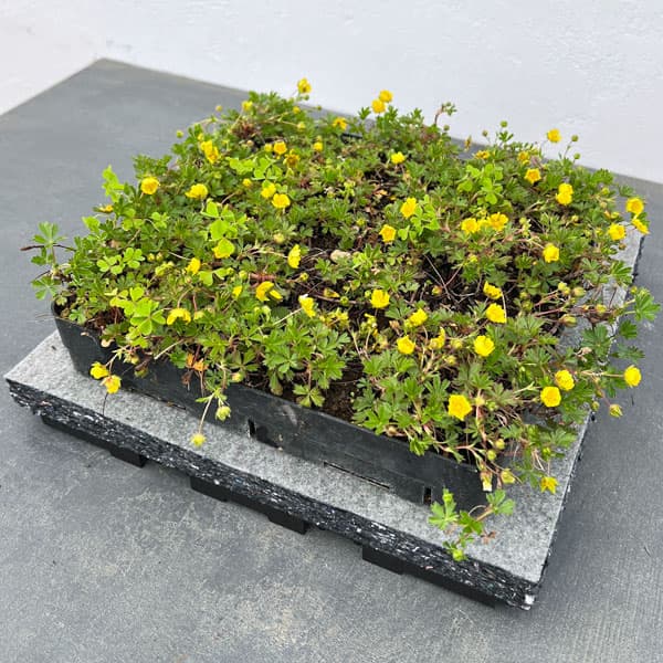 マット植物：ポテンティラ（ベルナ）とエコグリーンマット（30cm×30cm）のセット