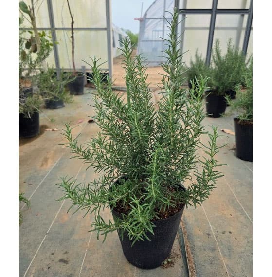 ハーブの苗/ローズマリー：セイラム...