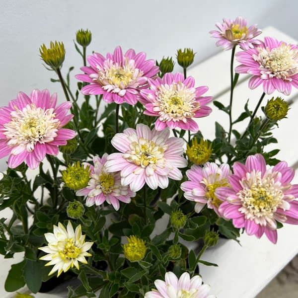 草花の苗/オステオスペルマム：ラブポーション3号ポットのサムネイル