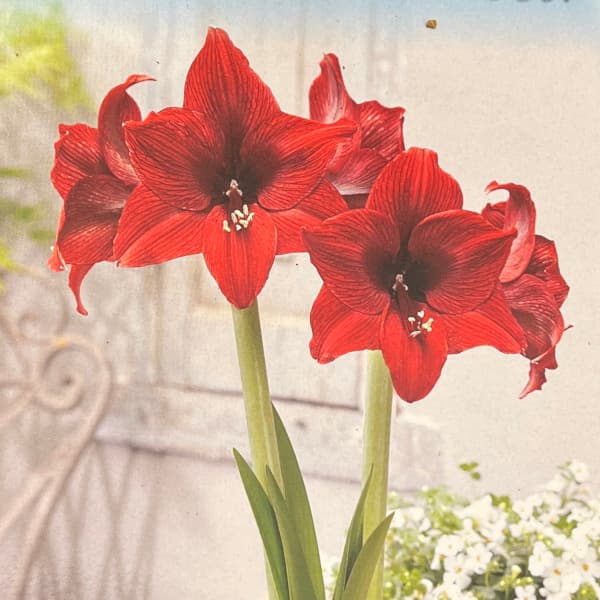 孤挺花 - 球根/（わけあり特価）アマリリス：アラビアンナイト 1球入り