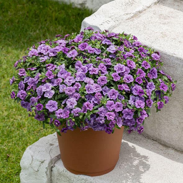 草花の苗/カリブラコア：ミリオンベルハンディこんもりブルー3号ポット (R)