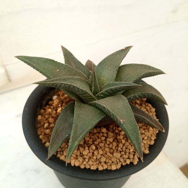 観葉植物/[棚卸セール]ハオルチア...