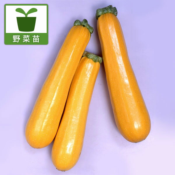 ウィルス病耐性品種！雄花の開花早く受粉に最適野菜の苗/ズッキーニ：ウイルスつよしズッキーニイエローボート3.5号ポット 6株セット従来のズッキーニはアブラムシが媒介するウィルス病にかかりやすく、適切な農薬散布を行っていても防げない場合があります。でもこのズッキーナは、従来の品種に比べ驚くほどウィルス病に強く、満足のいく収穫が期待できます。ズッキーニはナトリウム・カリウム・鉄分・カルシウム・ビタミンA・C等のミネラル分が豊富なうえ、糖質・デンプンが少なく、低カロリーの健康野菜です。ヨーロッパではごく一般的な食材でイタリアやフランスの家庭料理には欠かせません。収穫:6月以降（長さ15cmくらいが取りころ）生育適温：18〜30度日照：日当りを好む栽培管理：株間約60cm、畝幅約2m、広く浅く根が張るので、コンテナ栽培の場合は幅65cmのプランターに1株が目安です。乾燥を防ぐため、マルチを張っておきます。雌花のめしべに雄花の花粉をつけ、受粉の手助けをしてあげるとよいでしょう。開花後6〜7日まどの幼果を収穫します。とり遅れると味がおちるので、週2回程度はチェックしましょう。追肥は開花が始まった頃から2週間に1回程度、化成肥料を与えます。収穫: 果実が10〜15cmになったところで収穫します。早めに収穫すると次々と実をつけます。大きくなるまで木で成長させたものは、瓜として煮物等にご利用下さい。用途: 煮物、炒め物、サラダ、フライ写真は成長時のイメージですが、お届けの際は苗の状態です。お届け時の苗姿は個体差があります。表示の写真と異なることがあります。