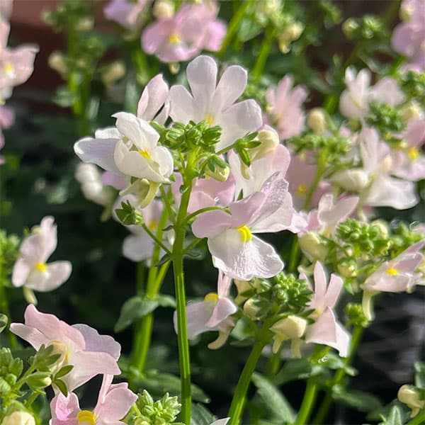 草花の苗/（わけあり特価）ネメシア：アレンジサクラ3-3.5号ポット