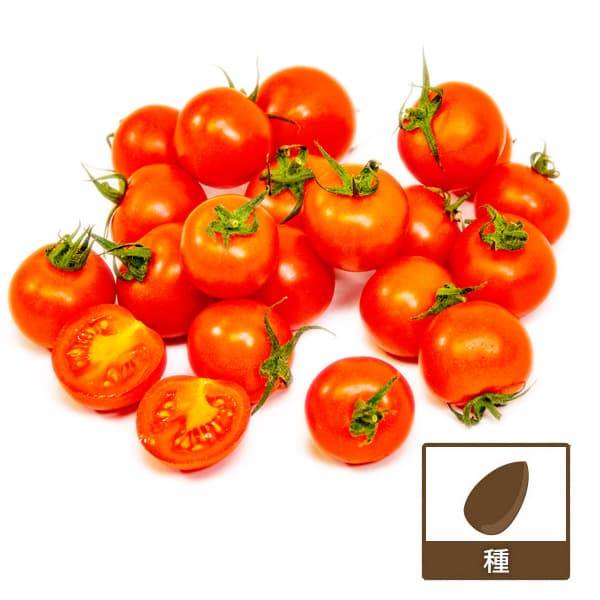 トマト：ルージュジャポネーゼの種8粒[日本育ちのイタリアン 野菜タネ 小袋]