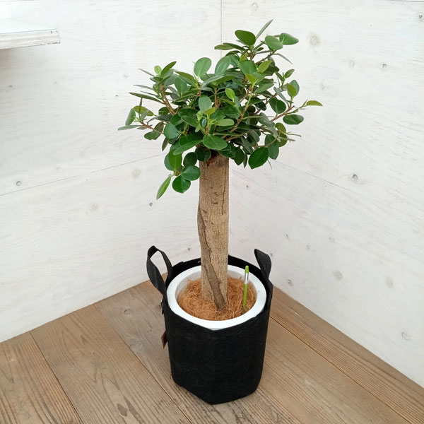 ���տ�ʪ/�ѥ��������ޥ� 8��롼�ĥݡ���ȭ���С�����ʥ֥�å�����ʬ�����å����ա�*