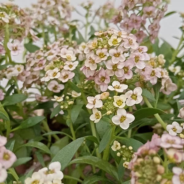 草花の苗/アリッサム：うすい茶色3.5号ポット 2株セットのサムネイル