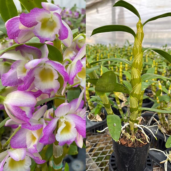 観葉植物/デンドロビウム：スプリングカラーほほえみ 2.5号ポット