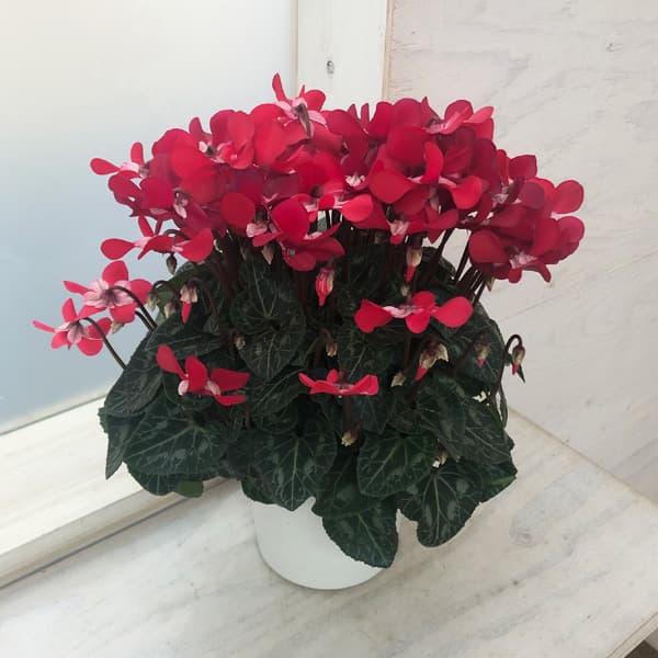 シクラメン：スーパージックスレッド5号鉢植え*