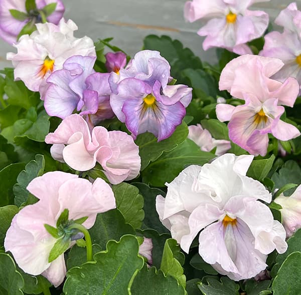 草花の苗/見元園芸さんのビオラ：サクラポーレ3-3.5号ポット 3株セット