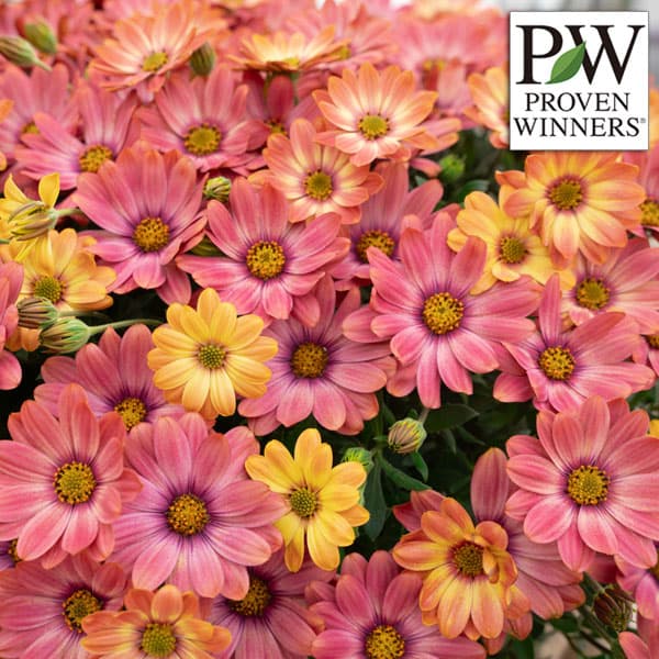 草花の苗/[送料無料]オステオスペルマム：キャンディフィールズ・ベリーズパイン3号ポット 12株セット