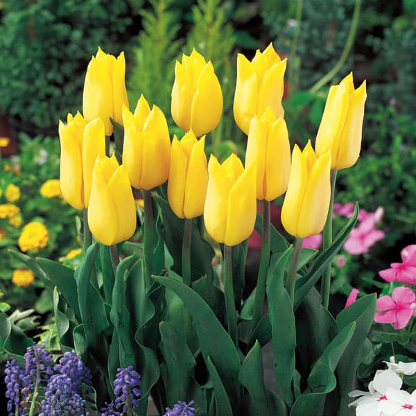 チューリップ：ストロングゴールド5号鉢植え