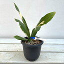 長寿草のオモト 観葉植物/オモト（万年青）：鷲高隈 割子2～3年生 3.5号ポット