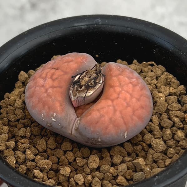 観葉植物/リトープス：ティッシェリー 2.5号鉢植え