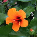 ハイビスカス・ニューロングライフ プチオレンジ7号鉢植え