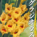 球根/グラジオラス：ゴールデンゲーム　5球入り